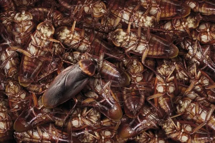 what happens if a cockroach smokes 20 cigarettes would happen you challenged your child to smoke cigarettes? #sticker #cigarettes If buying a pack of