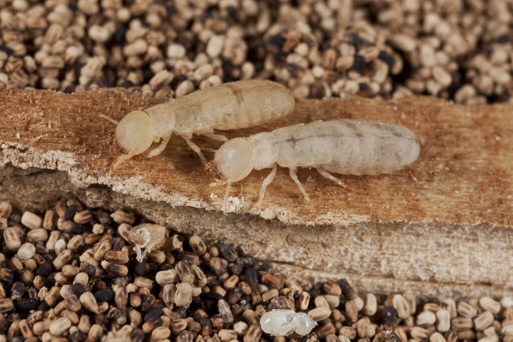 Drywood Termites