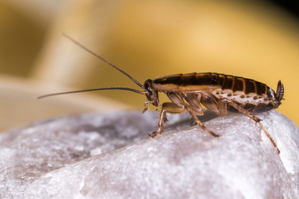 The German cockroach (Blattella germanica)