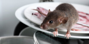 Mice Control in the Carolinas