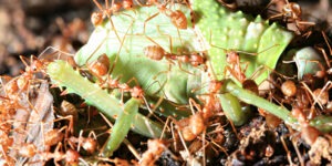 Fire ant colonies can be a big problem in the Greater Charlotte Area