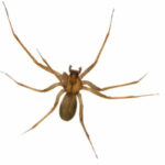Spiders