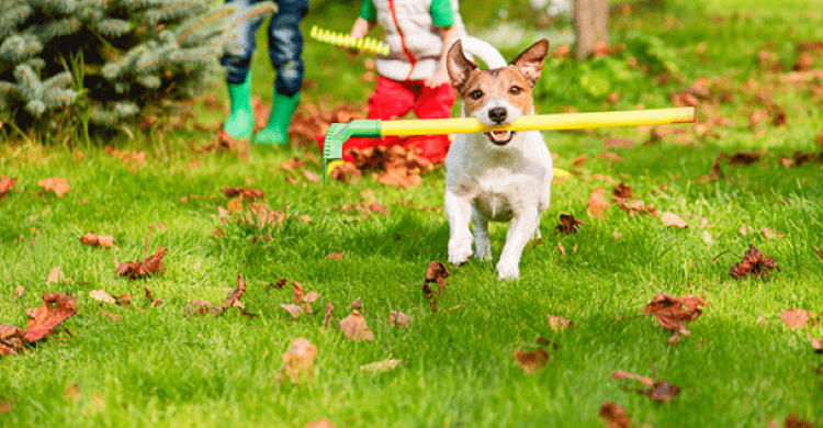 Killingsworth Exterminators Rock Hill SC carefully design treatments to be family friendly. 