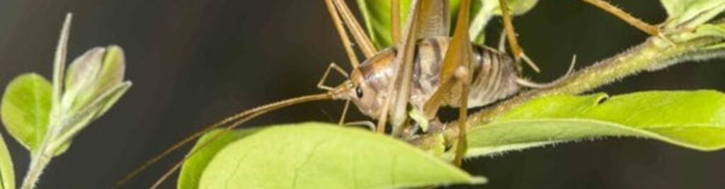 camel crickets