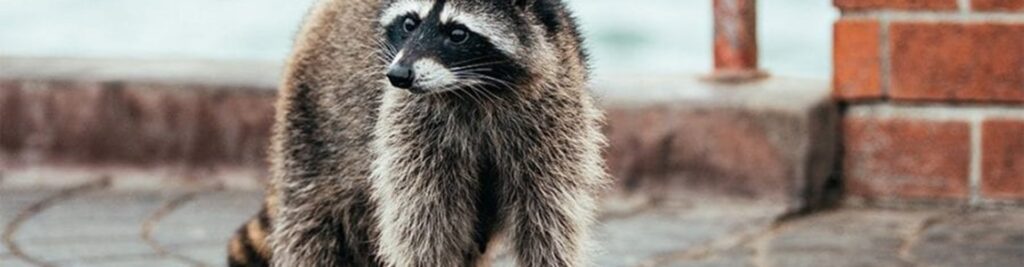 critters