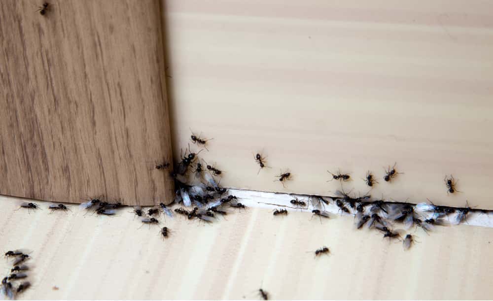 killingsworth-ant-invasion