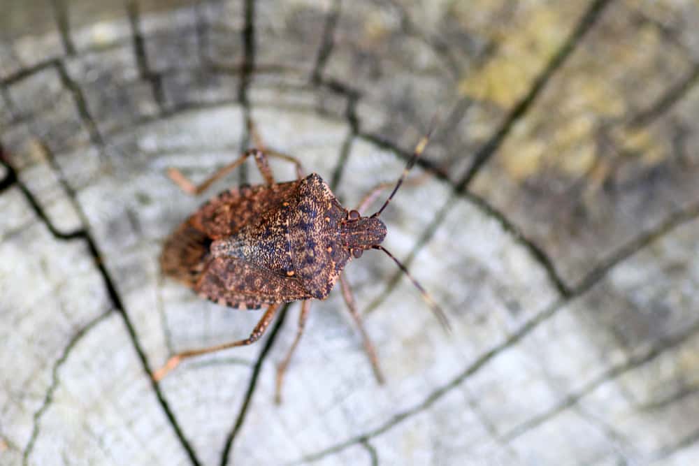 killingsworth-environmental-how-to-identify-pest-odors