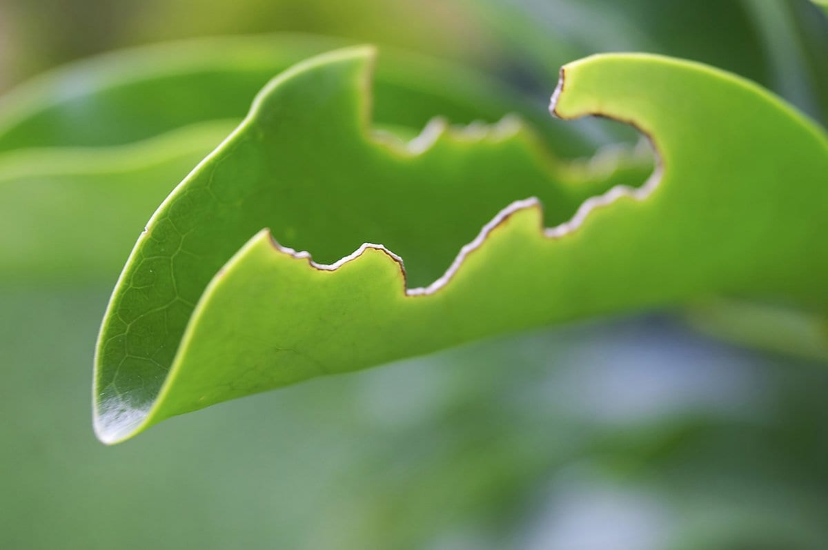 killingsworth environmental lawn and garden pest eating plants