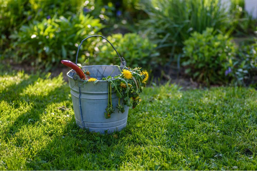 killingsworth-environmental-spring-weed-control-7-tips-and-tricks