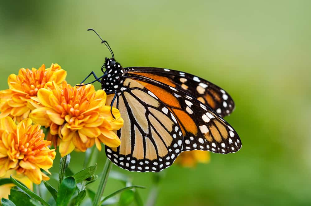 killingsworth-how-to-attract-butterflies