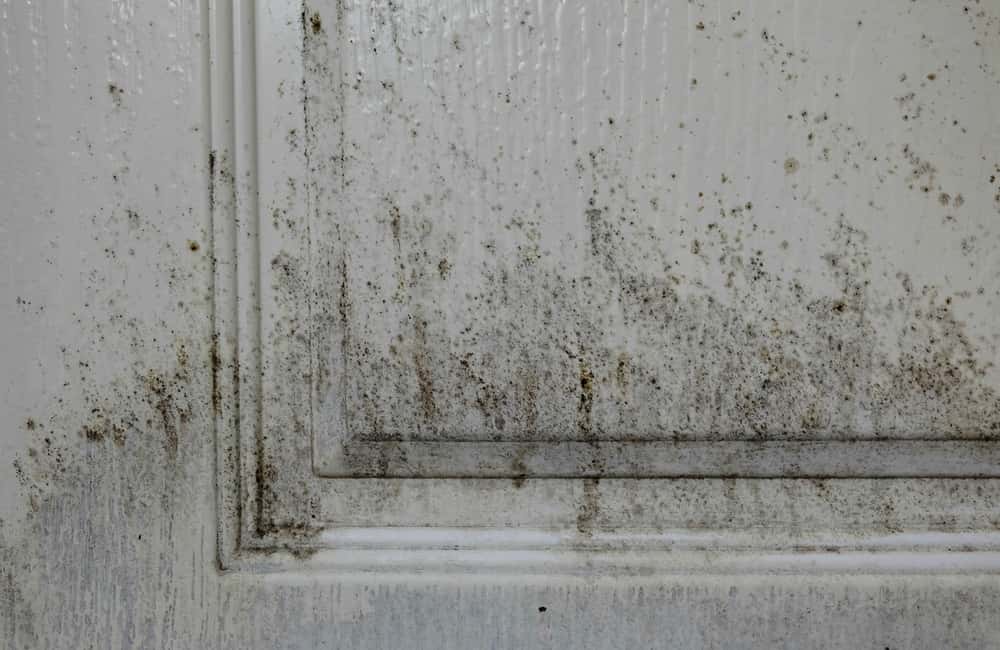 killingsworth-mold-or-mildew