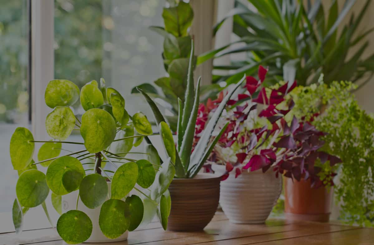 killingsworth-what-pests-harming-houseplants