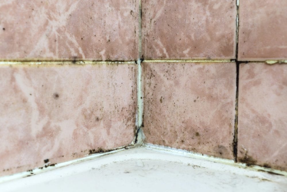 kwe_mold_mildew