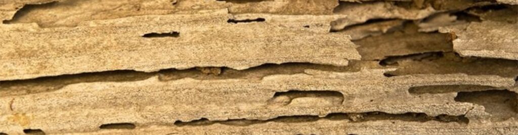 termite problems