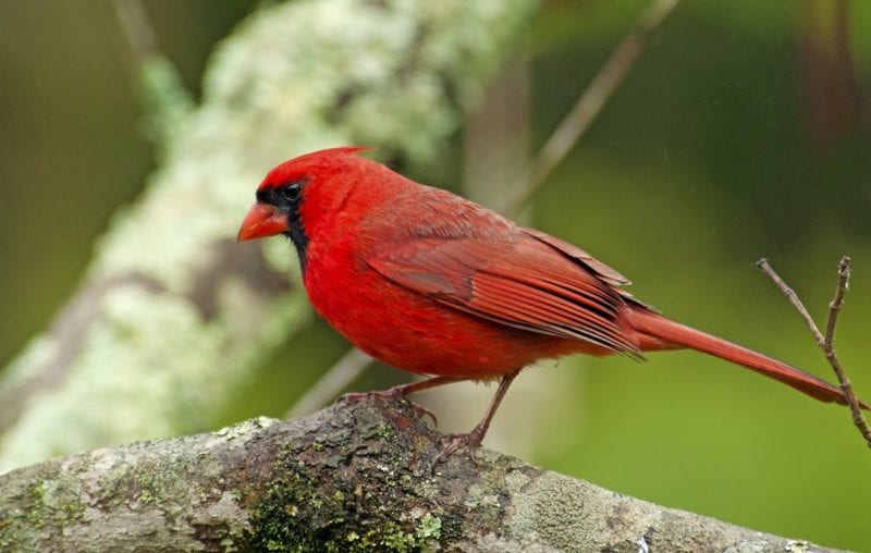 bird cardinal