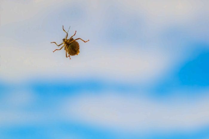 stink-bug-in-home-killingsworth-environmental