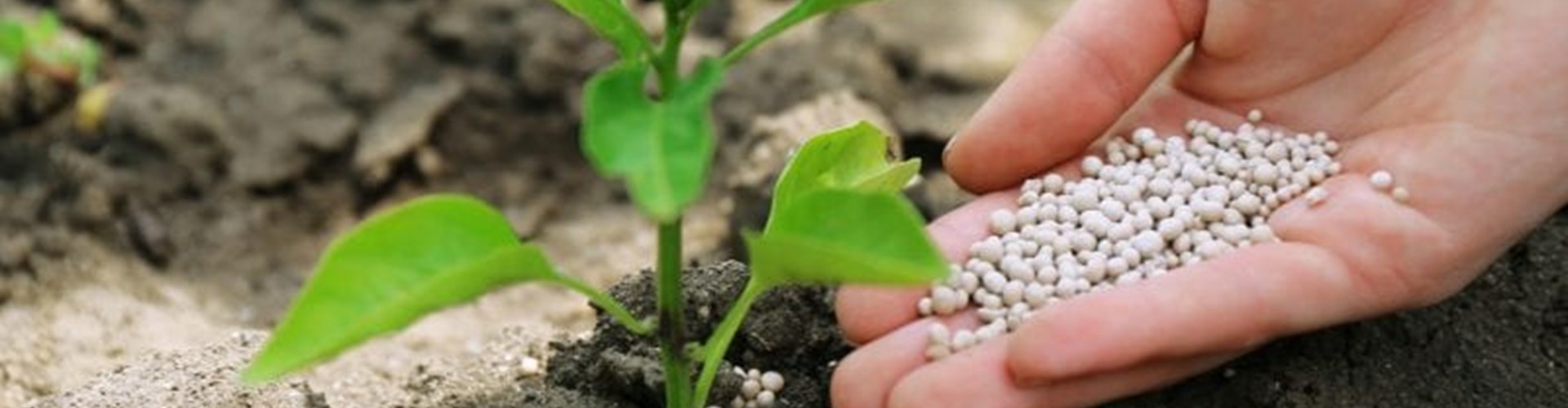 tree and shrub fertilizer