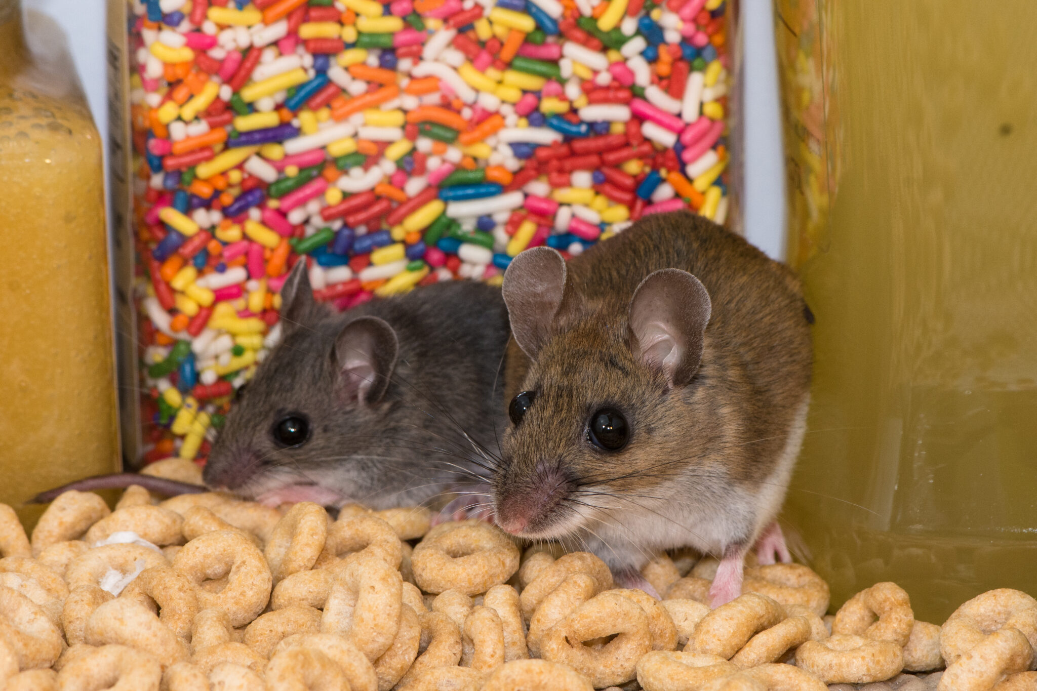Health Risks of Mouse Infestations: Protecting Your Family and Pets ...
