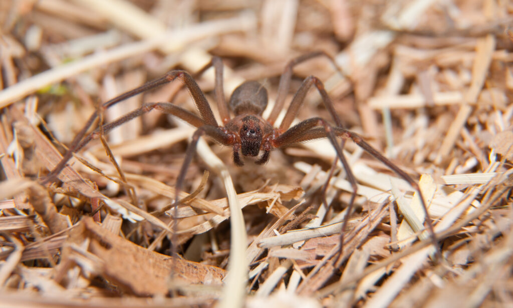 Brown Recluce Spider - Killingsworth Environmental