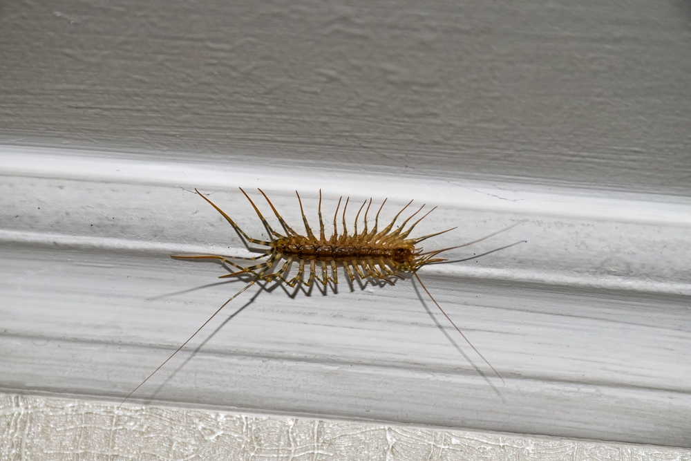 House Centipede on Ceiling - Killingsworth Environmental