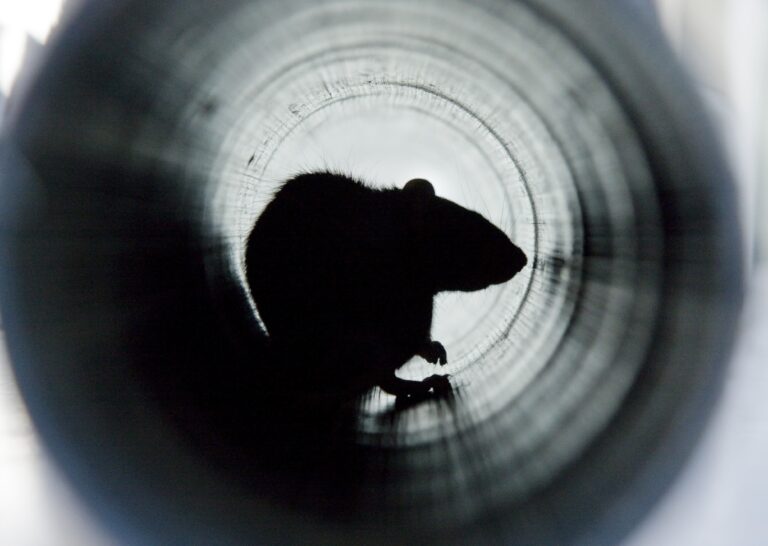 Rodent Control