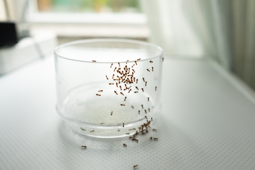 Ants on a Small Glass - Killingsworth Environmental
