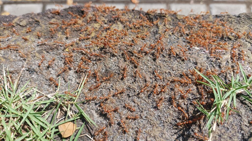 Fire Ant Control - Killingsworth Environmental