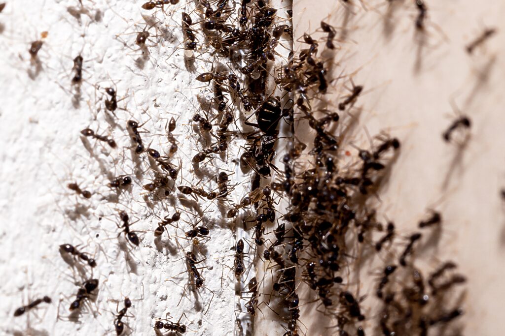 Ant Infestation - Killingsworth Environmental Ant Control in Charlotte, North Carolina and South Carolina