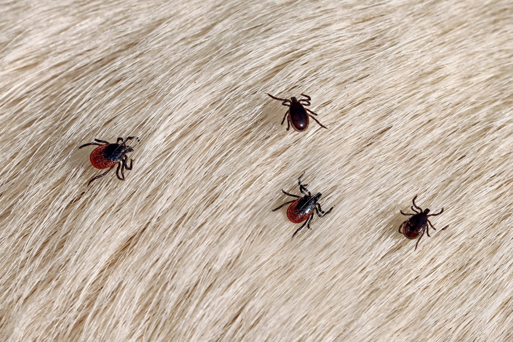 Ticks in Fur - Killingsworth Environmental Tick Control