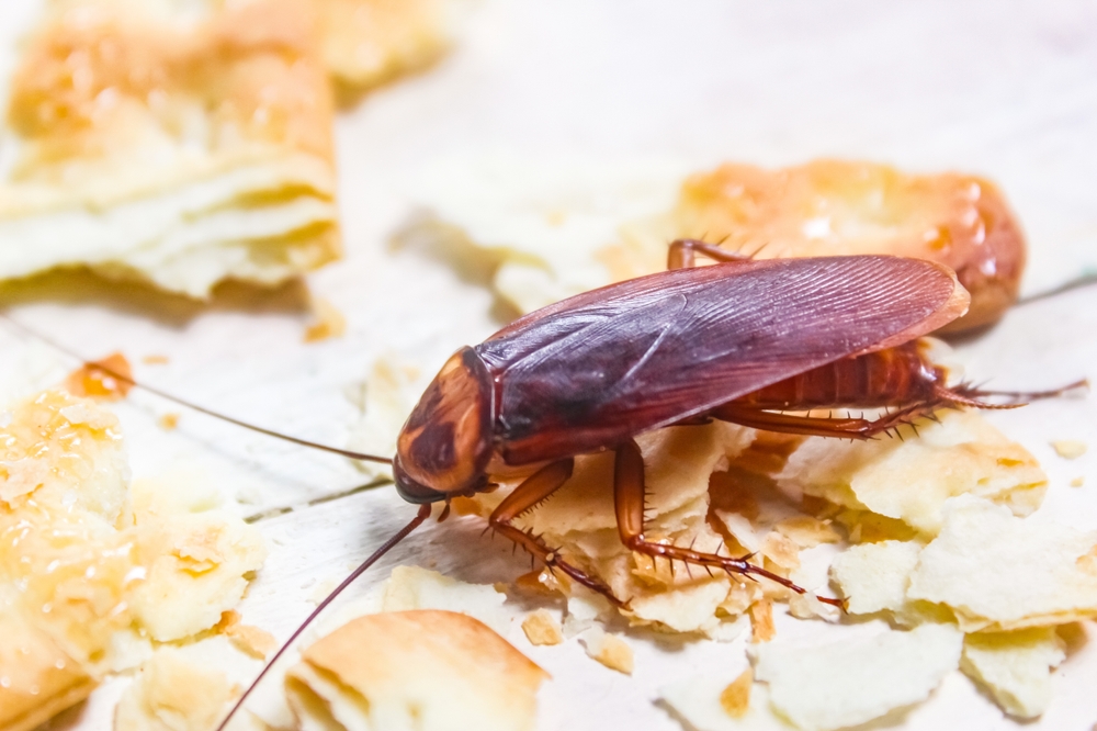 Cockroach Feasting on Crumbs on the Kitchen Floor - Killingsworth Environmental