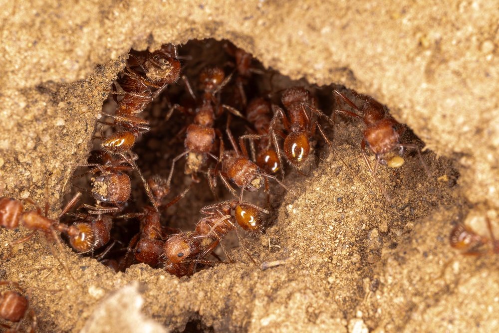 Fire Ant Colony - Killingsworth Environmental