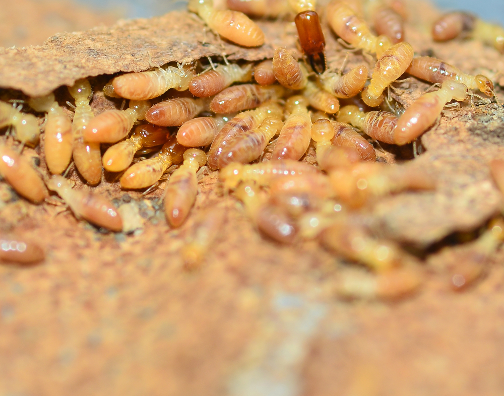 House Eating Termites - Killingsworth Termite Control