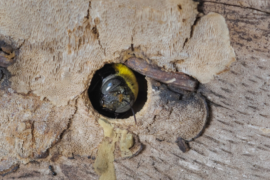 carpenter bee in wood