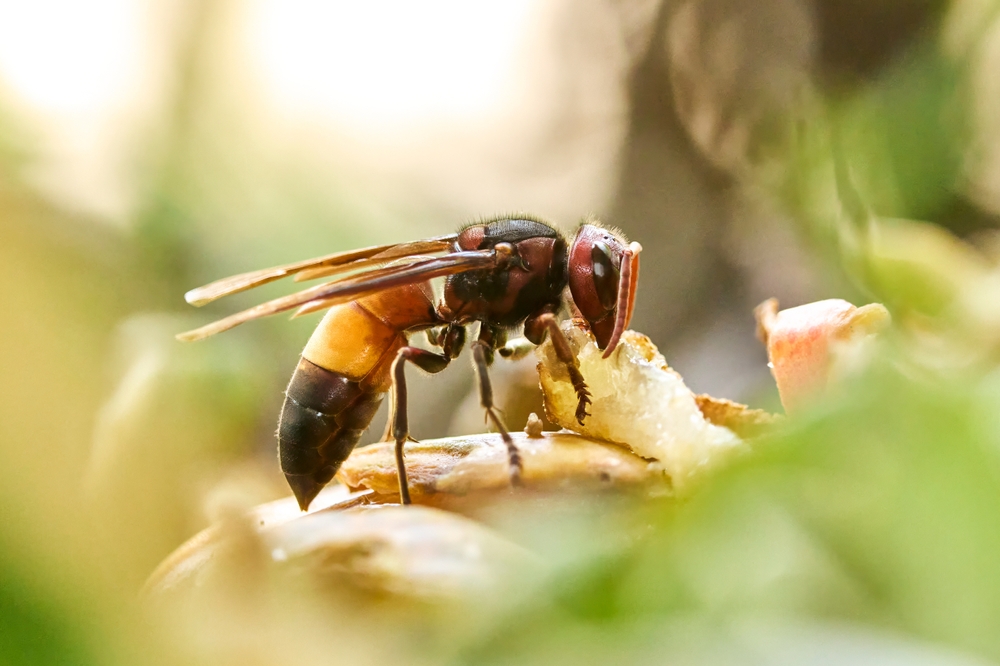 asian hornet murder hornet