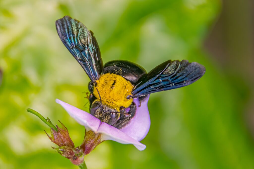 carpenter bee on a flower