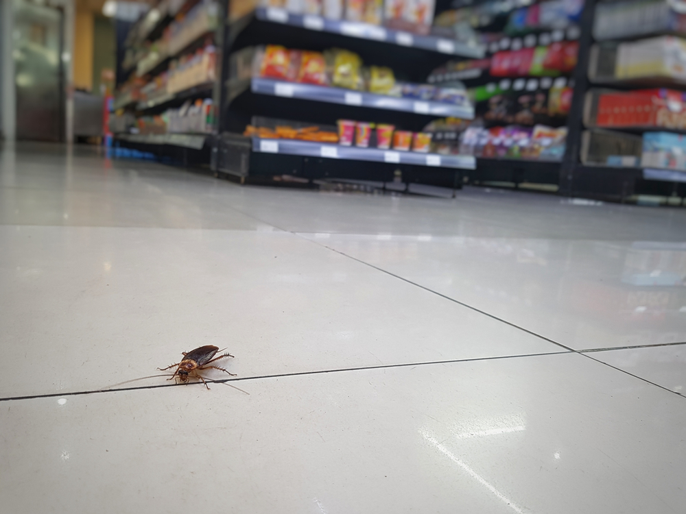 Cockroach Control in Convenience Stores - Killingsworth Environmental