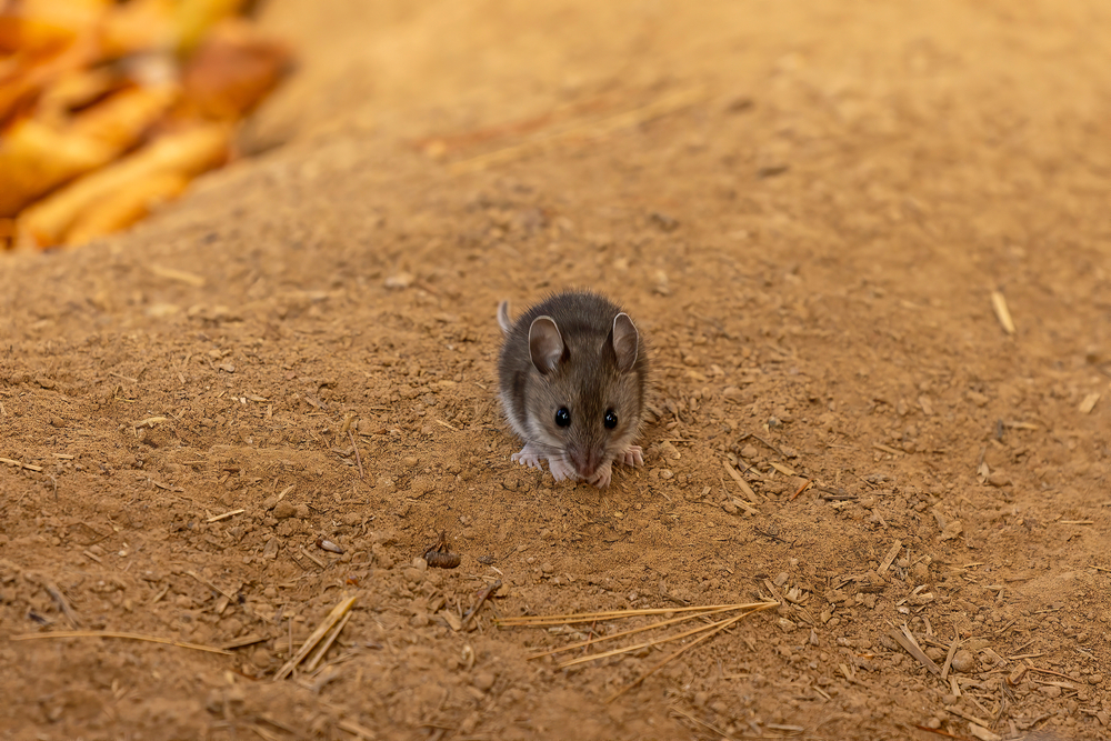 mouse on the ground killingswork environmental