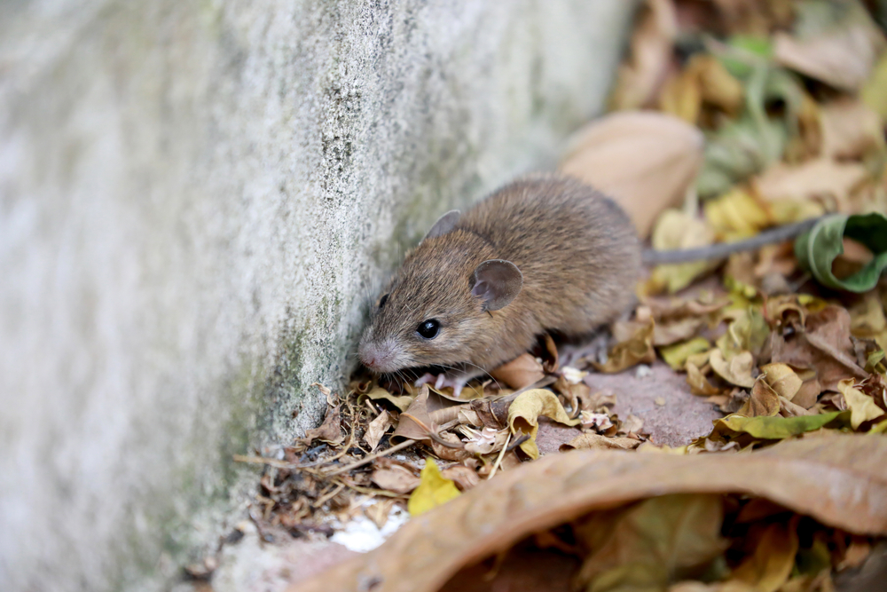 mouse outside killingsworth environmental