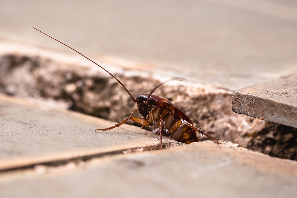 Cockroach Emerging from the Floor - Killingsworth Environmental