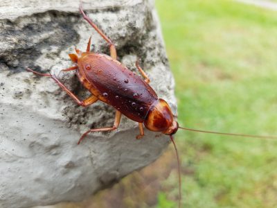 American,Cockroach,(periplaneta,Americana),Is,The,Largest,Species,Of,Common