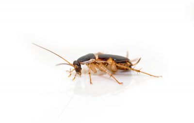 Brownbanded Cockroach on a White Background - Killingsworth Environmental