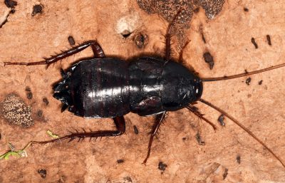 Female,Of,Blatta,Orientalis,(oriental,Cockroach,,Waterbug,Or,Black,Beetle),