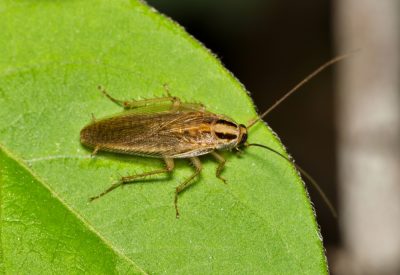 German Cockroach on a Leaf - Killingsworth Environmental
