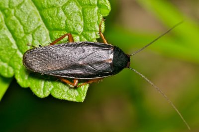 Smokybrown Cockroach on a Leaf - Killingsworth Environmental